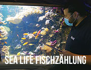 SEA LIFE München Fischinventur 2021 ganz ohne Hilfe aber dennoch erfolgreich abgeschlossen (©Foto: Sea Life München)